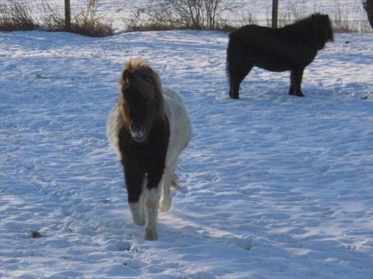 Shetlænder Indy - NEJ, jeg er ikke tyk, jeg har store knogler !!! billede 3