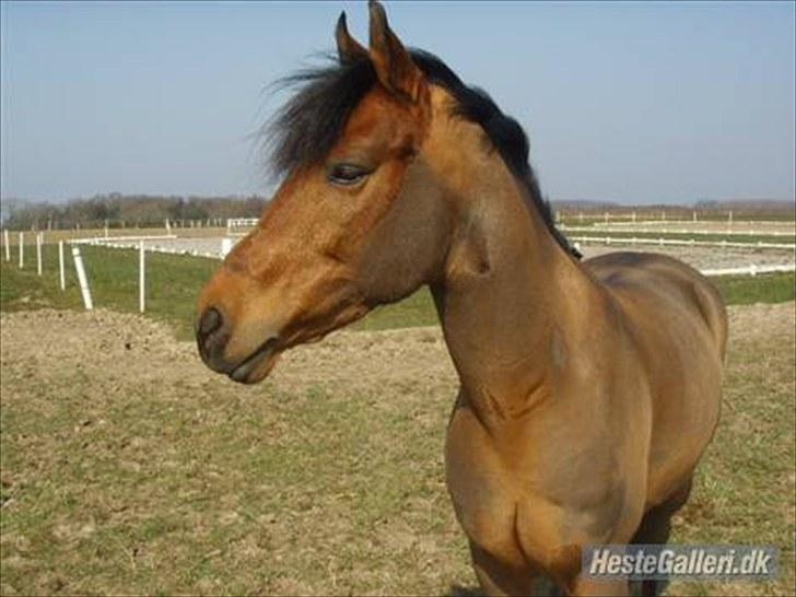 Anden særlig race Mr Champ billede 16