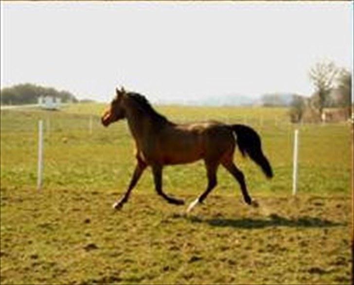 Anden særlig race Mr Champ billede 17