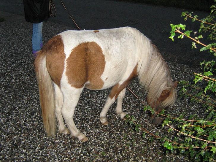 Shetlænder Indy - Det var dog noget ynkeligt "græs" der er her. billede 4