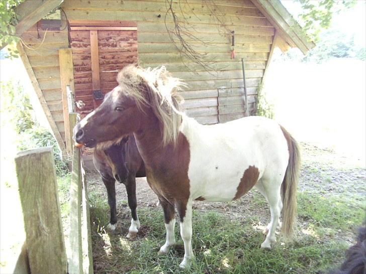 Shetlænder Indy - 4 år billede 5