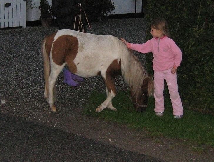 Shetlænder Indy - Indy da han var 1,5 år, sammen med min datter. billede 6