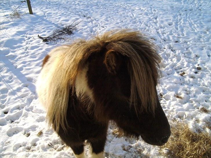 Shetlænder Indy - 3,5 år. billede 7