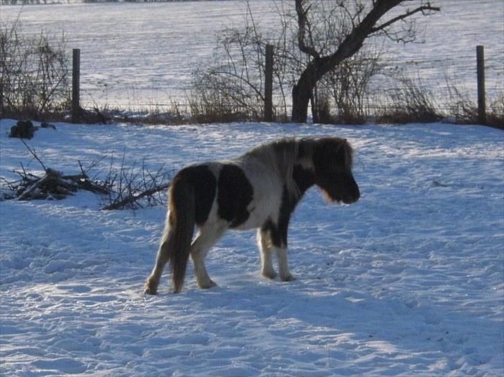 Shetlænder Indy - Det er lillebror´s skyld at der mangler noget af min man. Han ÅD den, møgunge !!! billede 8