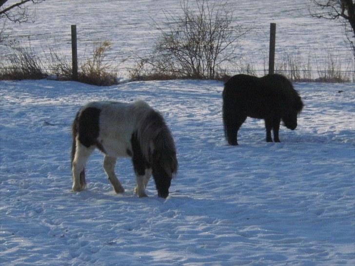 Shetlænder Indy - Mig, og min heste mor Musse. billede 9