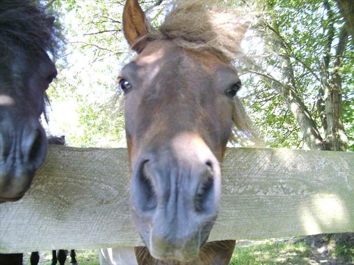 Shetlænder Indy billede 10