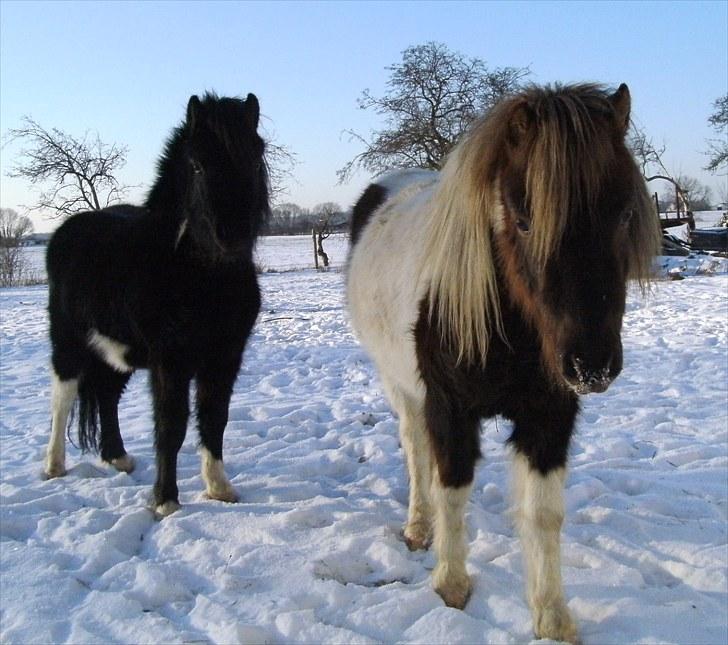 Shetlænder Indy - Indy, og hans lillebror Sokke. Forskellige men samme mor,og far. billede 11