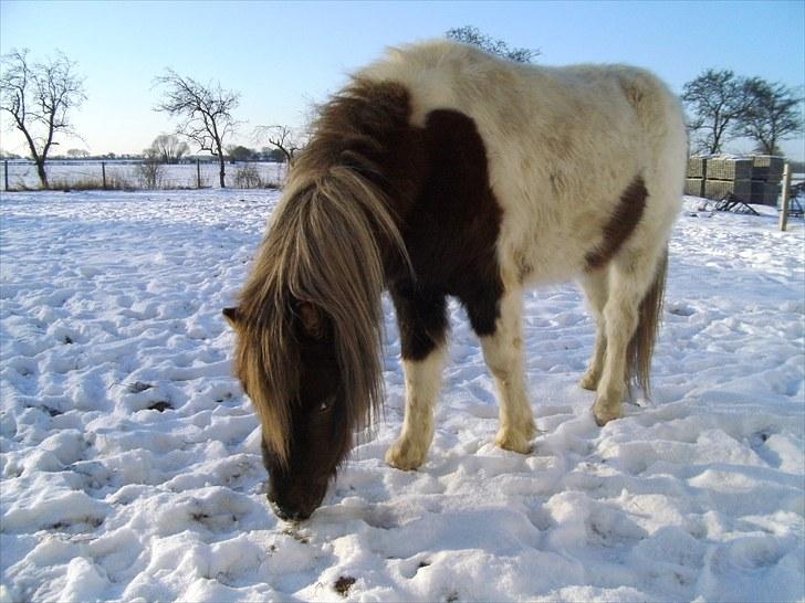 Shetlænder Indy - Rulle,,,,i det her ? Glem det mor, du må igang med stiglen igen !!! billede 12