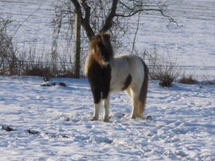 Shetlænder Indy - Shh...det lød som MAD !!! billede 13