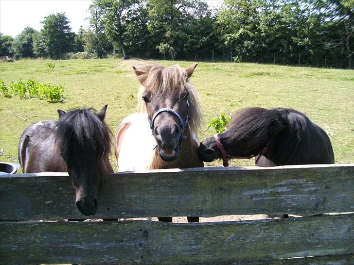 Shetlænder Indy - AV...for høvled !!!  Sure KO !!! billede 14