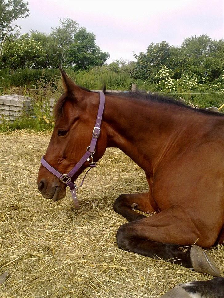 Traver La bell billede 10