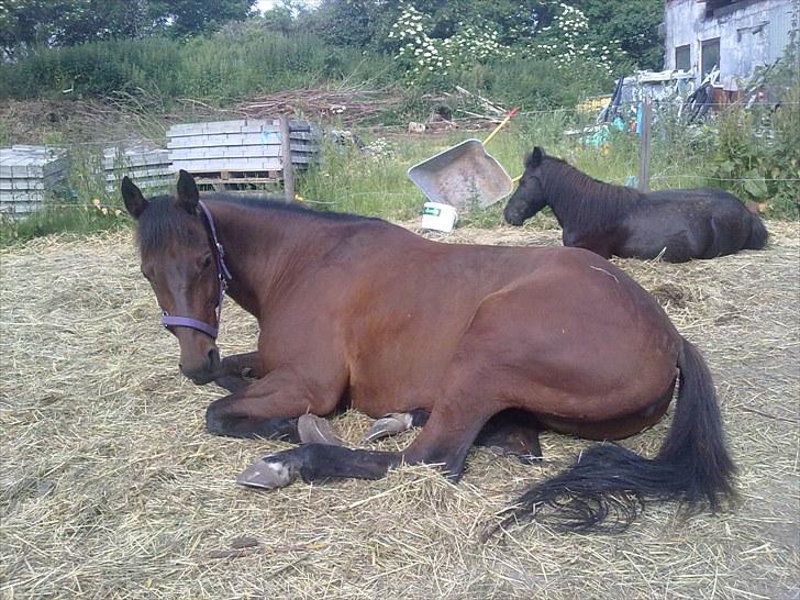 Traver La bell billede 12