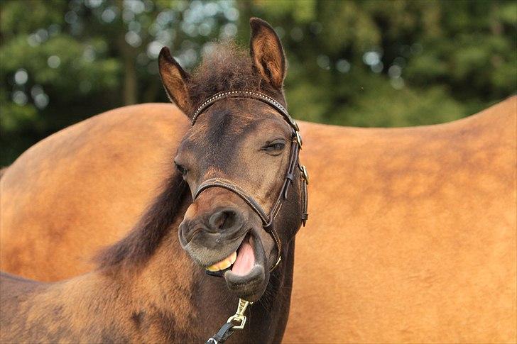 New Forest Horsemosens Wasabi - det så kedeligt når man bare skal stå stille mens mor løber rundt6t og skal vises  billede 15