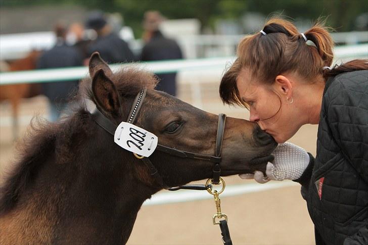 New Forest Horsemosens Wasabi - Se lige den lille mule... billede 17