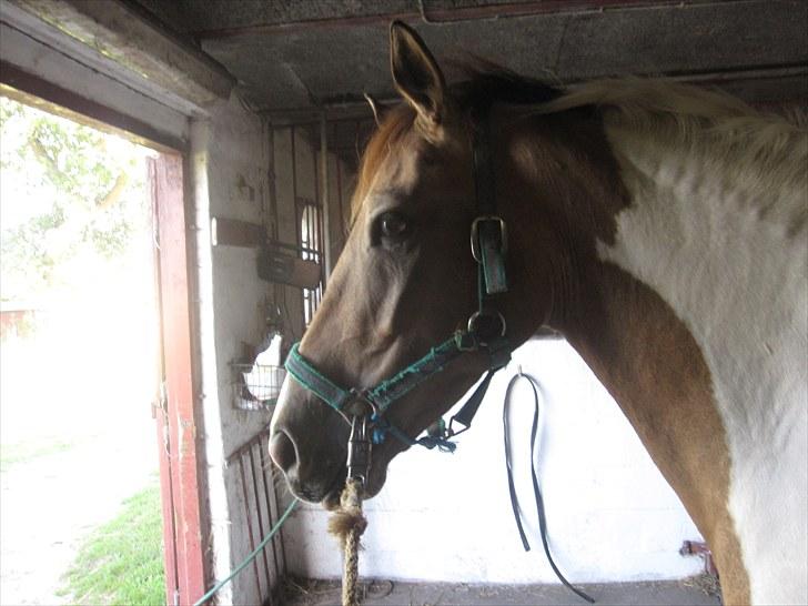 Pinto Royal Kasmina's Tiggi billede 4