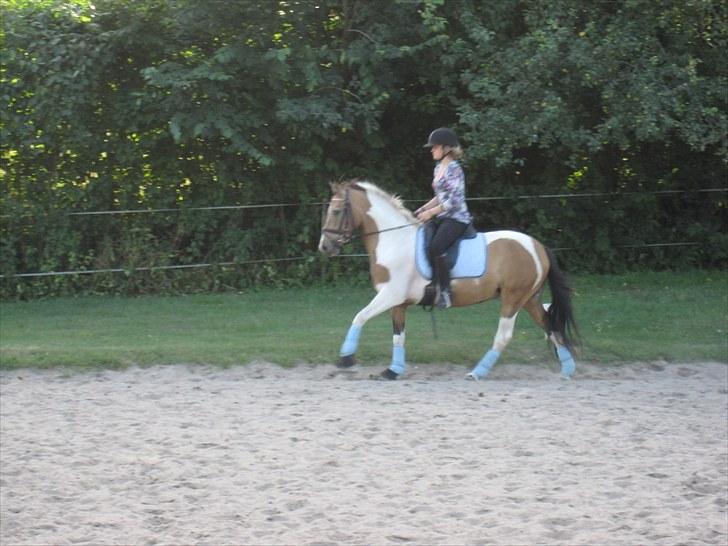 Pinto Royal Kasmina's Tiggi billede 5