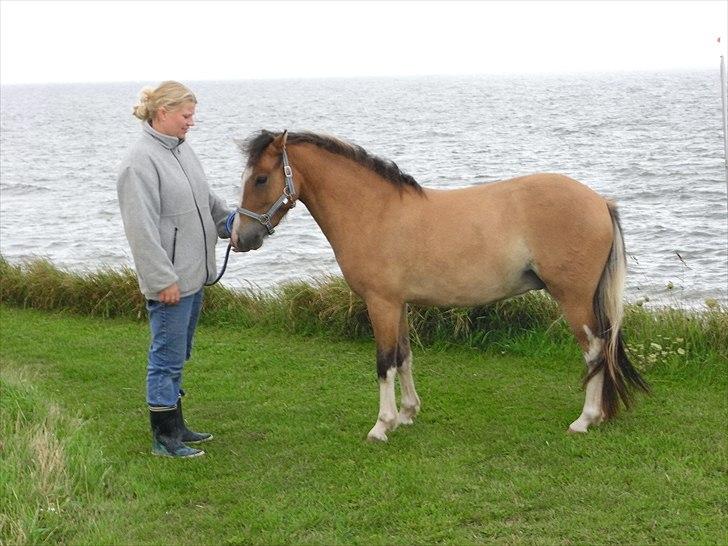 Welsh Pony af Cob-type (sec C) Doheema Alladin 4 Socks H - Aug. 2010 billede 14