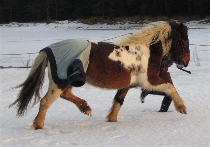 Irish Cob Dancer *Min pige<3* - vinterpels<3 Foto: Sofie  billede 5