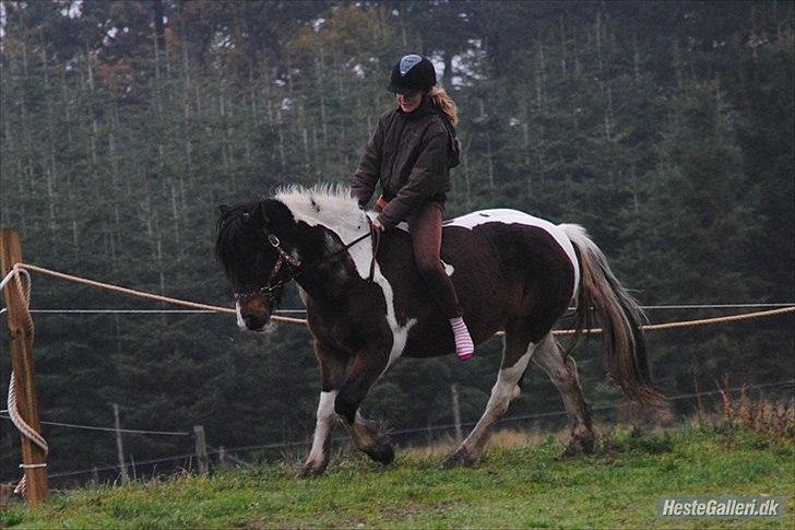 Irish Cob Dancer *Min pige<3* - starten på et uforglemmeligt eventyr<3 fotograf "MariaSchjerning" billede 7