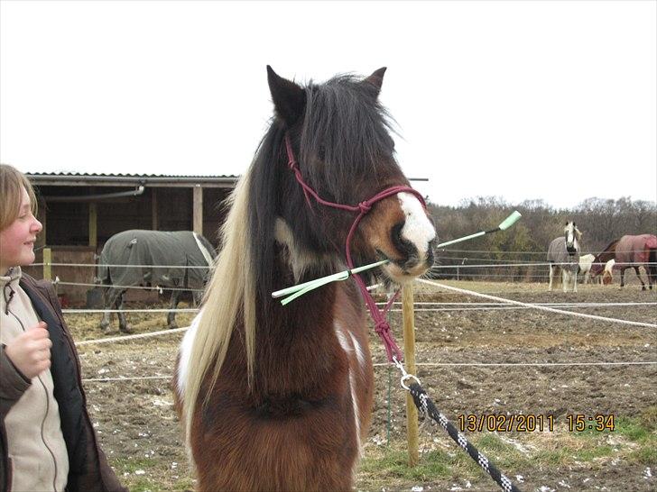 Irish Cob Dancer *Min pige<3* - trikket at holde en pisk i munden;) Foto: Sofie billede 8