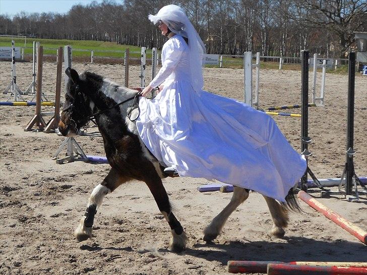 Irish Cob Dancer *Min pige<3* - fastelavn <3 Foto: Mor billede 10