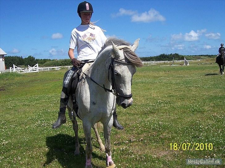 Hollandsk Sportspony Shakira billede 14
