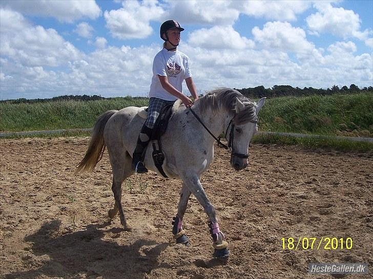 Hollandsk Sportspony Shakira billede 15