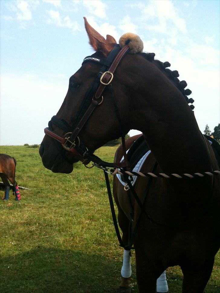 Anden særlig race Chianti Zamangah billede 1