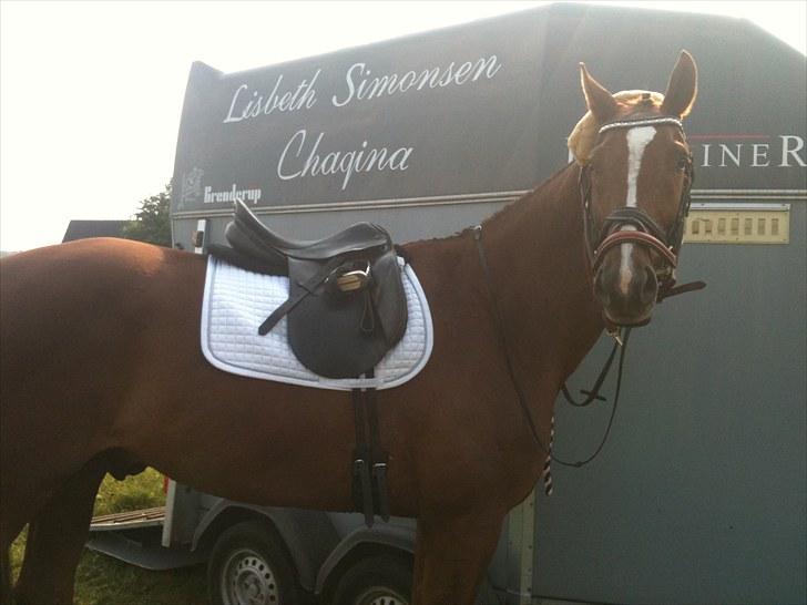 Anden særlig race Chianti Zamangah billede 2