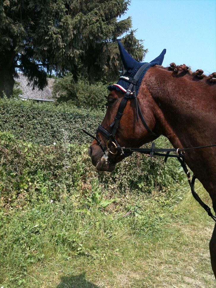 Anden særlig race Chianti Zamangah billede 3