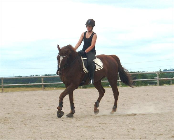 Anden særlig race Chianti Zamangah billede 5