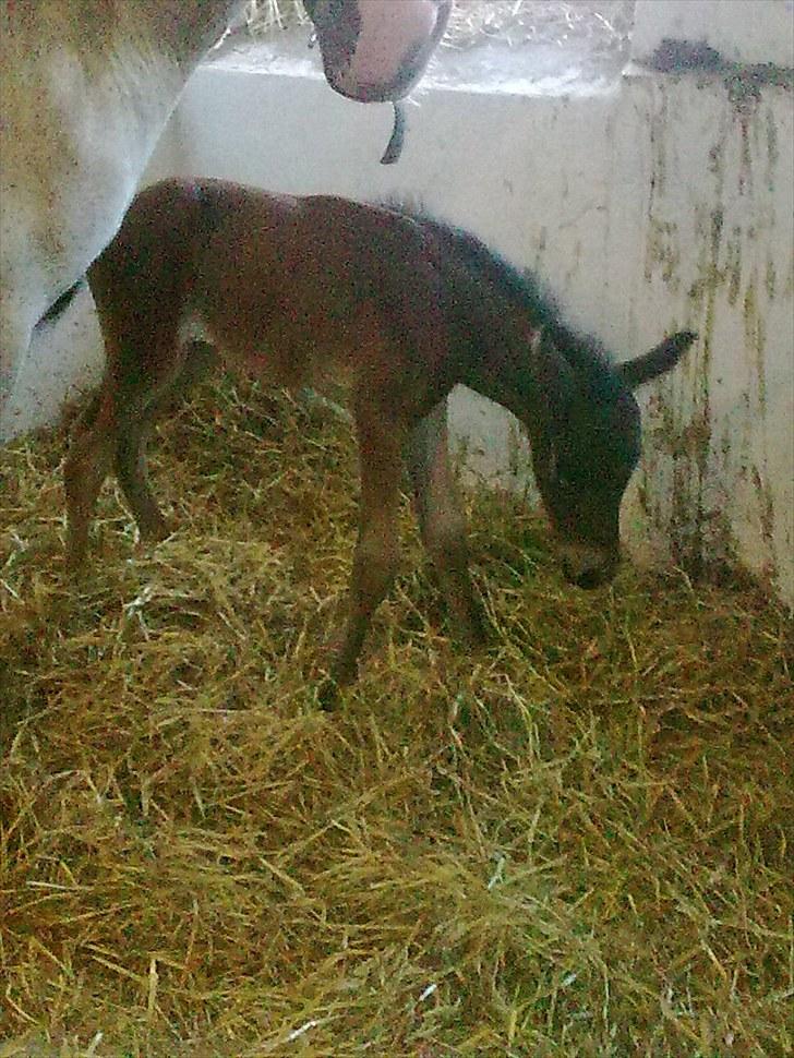 Connemara Marienhøjs Bella billede 6