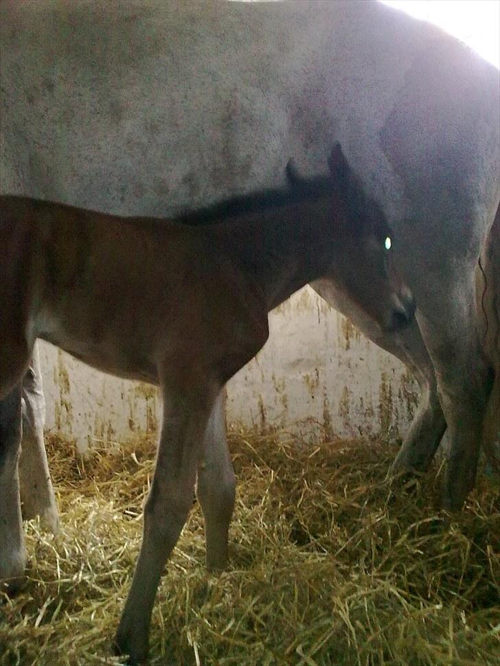 Connemara Marienhøjs Bella billede 7