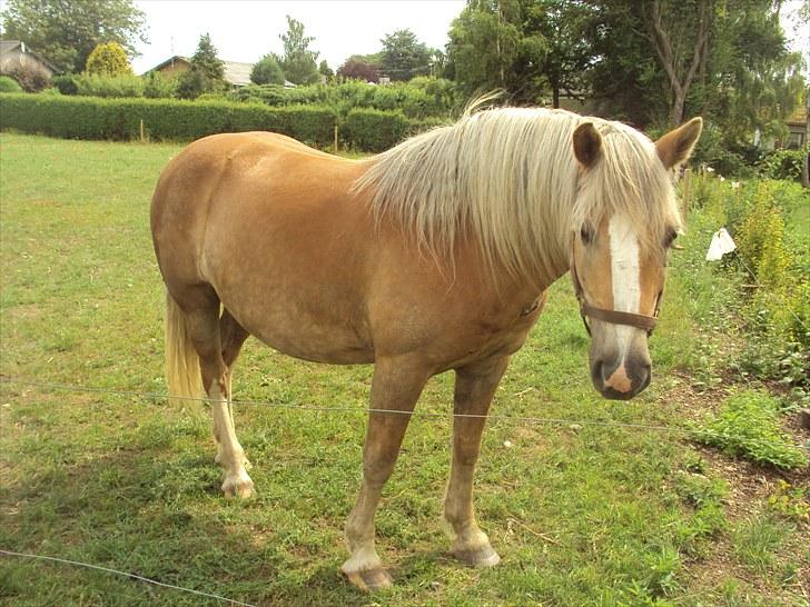 Haflinger Tembo R.I.P - Tembo sommer 2010 billede 4