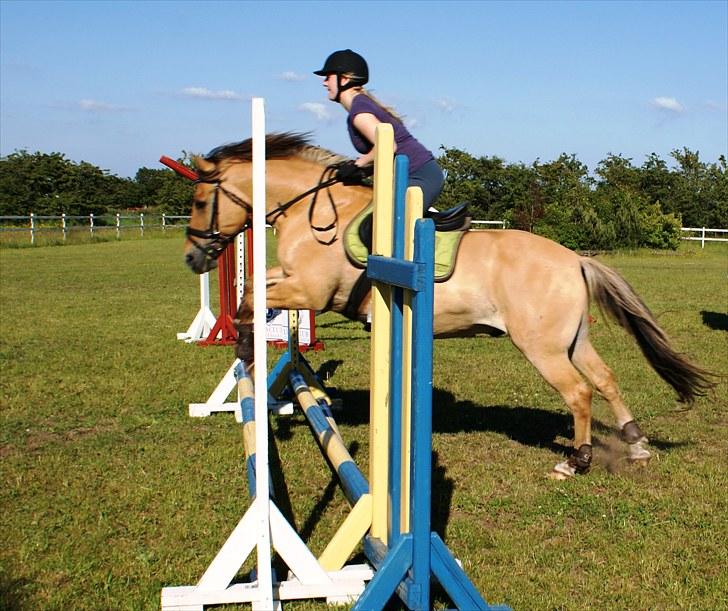 Anden særlig race Ivan RIP - Springning ridelejr 2010. Fotograf: Anna Bonde Jakobsen :) billede 19