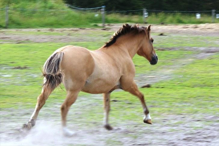 Anden særlig race Ivan RIP - Så smutter jeg igen :) Læg gerne en bedømmelse og kommentar, og også gerne en udfordring (; billede 20