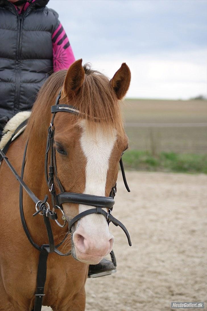 DSP ZIWAGO - hans kønne hovede <3 billede 9