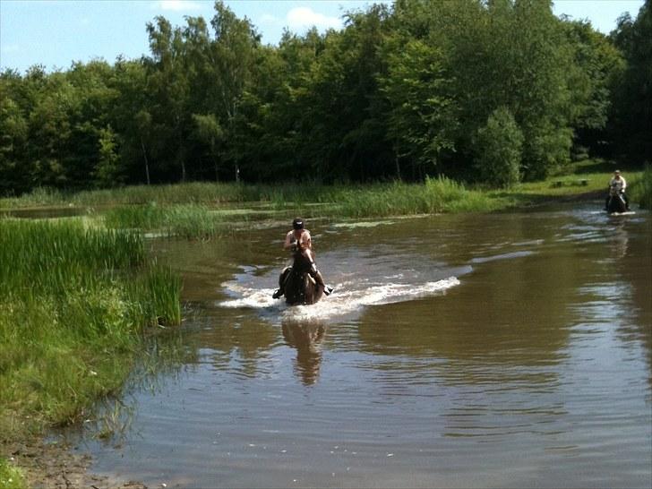 Anden særlig race Chianti Zamangah billede 6