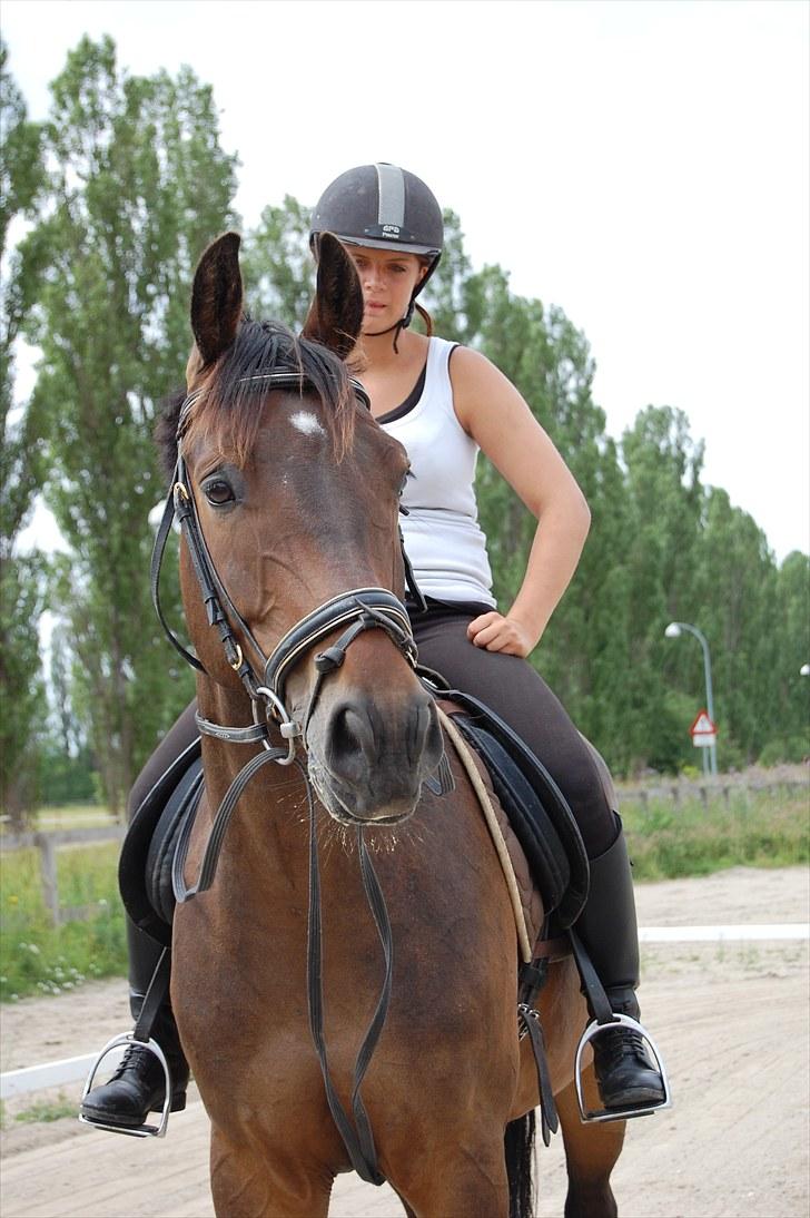 Dansk Varmblod Stald mejses Cordell  billede 14