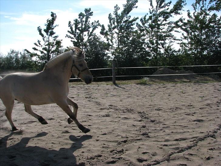 Fjordhest brage tidselbjerg billede 1
