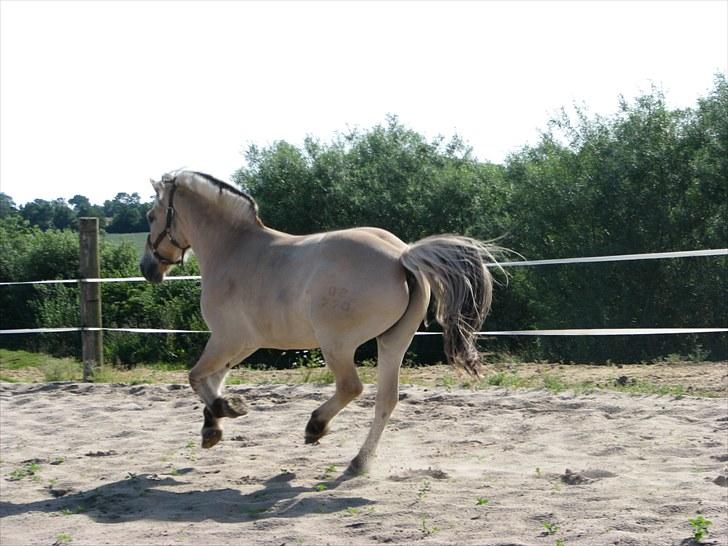 Fjordhest brage tidselbjerg billede 2