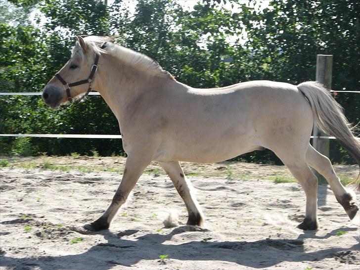 Fjordhest brage tidselbjerg billede 3