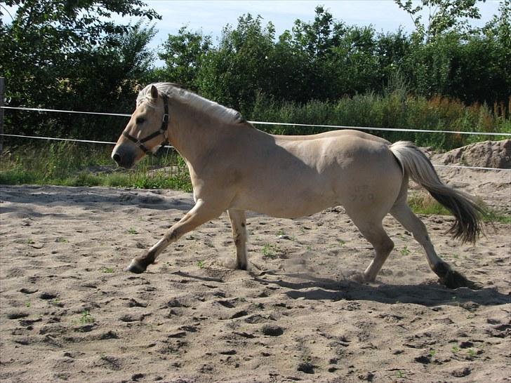 Fjordhest brage tidselbjerg billede 4