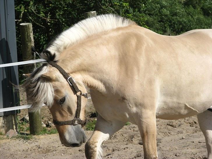 Fjordhest brage tidselbjerg billede 5