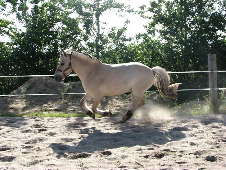 Fjordhest brage tidselbjerg billede 6