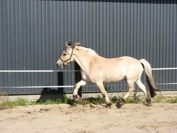 Fjordhest brage tidselbjerg billede 7