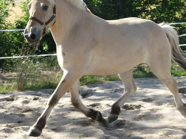 Fjordhest brage tidselbjerg billede 9