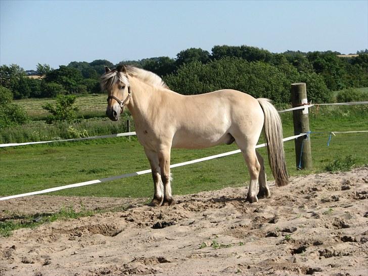 Fjordhest brage tidselbjerg billede 10