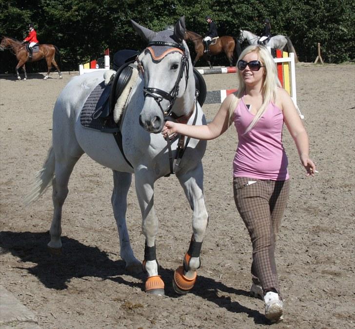 Dansk Varmblod La Troya ( solgt ) - Fotograf: Anja Andersen billede 2