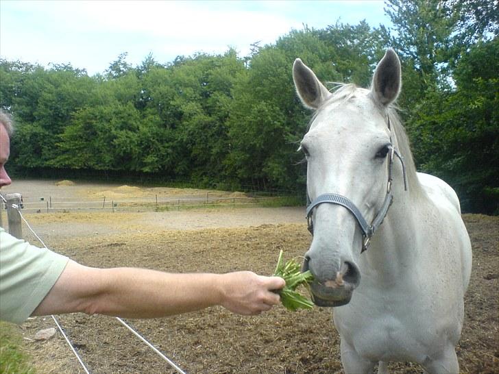 Dansk Varmblod La Troya ( solgt ) - Troya på fold for første gang i svendborg billede 4